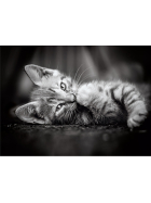 Puzzle Katze Kitty, 1000 Teile