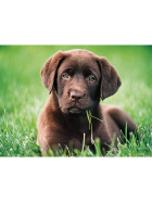 Puzzle chocolate puppy, 500 Teile