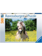 Ravensburger Pferd im Rapsfeld